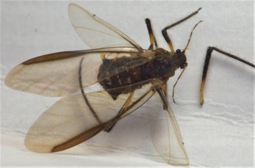 Cinara confinis